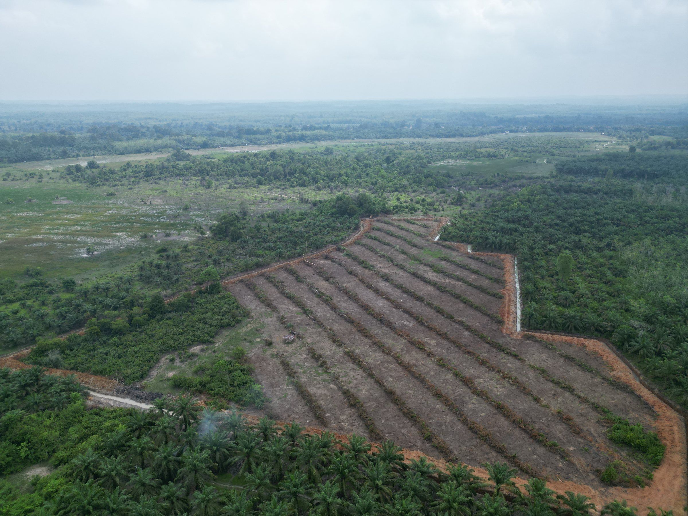 Lahan di Mersam, Batang Hari, setelah land clearing, jalur rumpukan rapi di tengah kebun